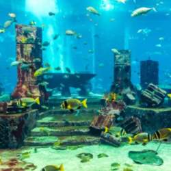 fish home laxmi nagar