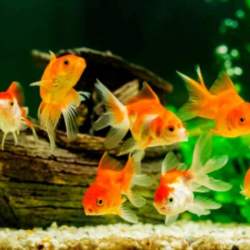 fish home laxmi nagar