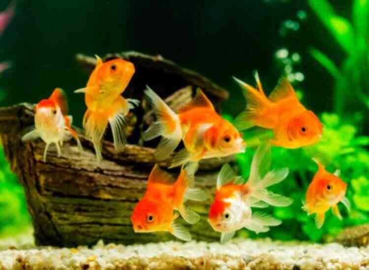 Delhi Fish Aquarium Shakurpur Aquarium Fish Dealers In Delhi Justdial