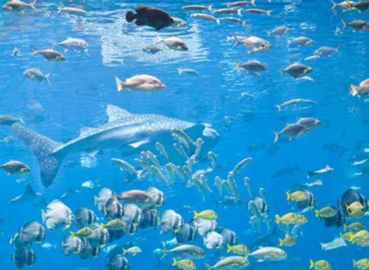 shalimar fish aquarium & pet shop