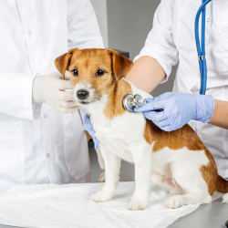 ideal pet veterinary clinic