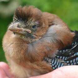 Jalaram Animal Helpline Gandhinagar Sector 29 Helplines For Birds Injury In Gandhinagar Gujarat Gandhinagar Gujarat Justdial