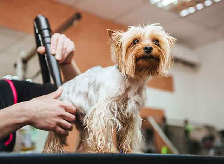 Ganesh Pet Grooming in Mallapur,Hyderabad - Best Pet Grooming Services near  me in Hyderabad - Justdial