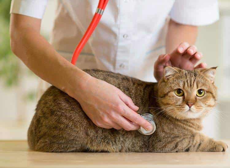 Dr Dattatrya Bhausaheb Raje Sai Vet Clinic Veterinary Doctors Book Appointment Online Veterinary Doctors In Kalyan West Thane Mumbai Justdial