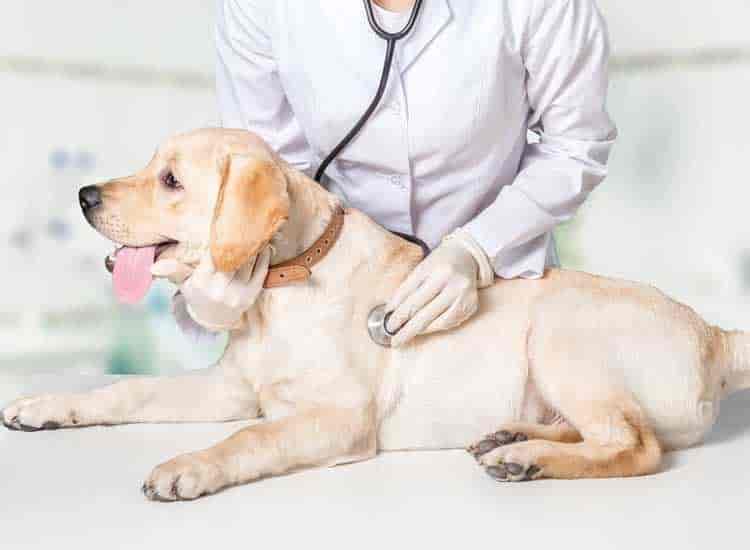 Govt Animal Hospital Noida Sector 121 Veterinary Hospitals In Noida Delhi Justdial