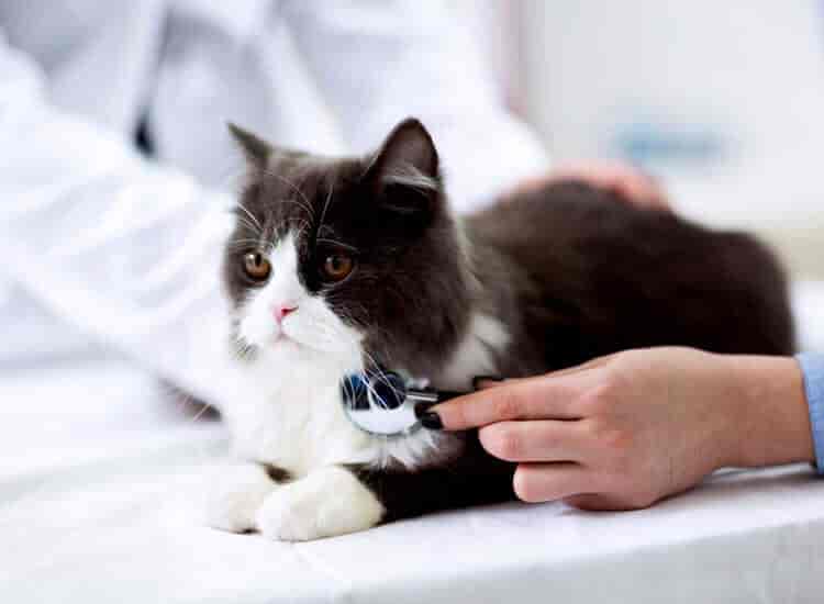 Shiv Shakti Residency Jawahar Nagar Pet Clinics In Kota Rajasthan Kota Rajasthan Justdial