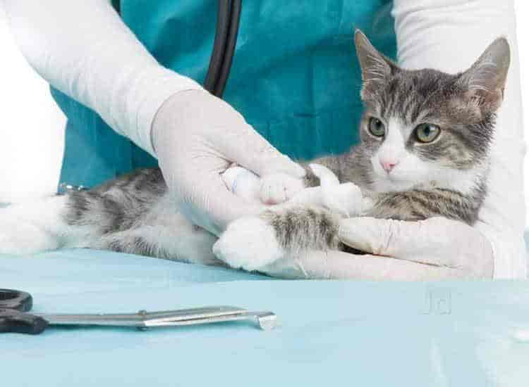 Hospital Bangalore Government Veterinary Emergency Vet Care