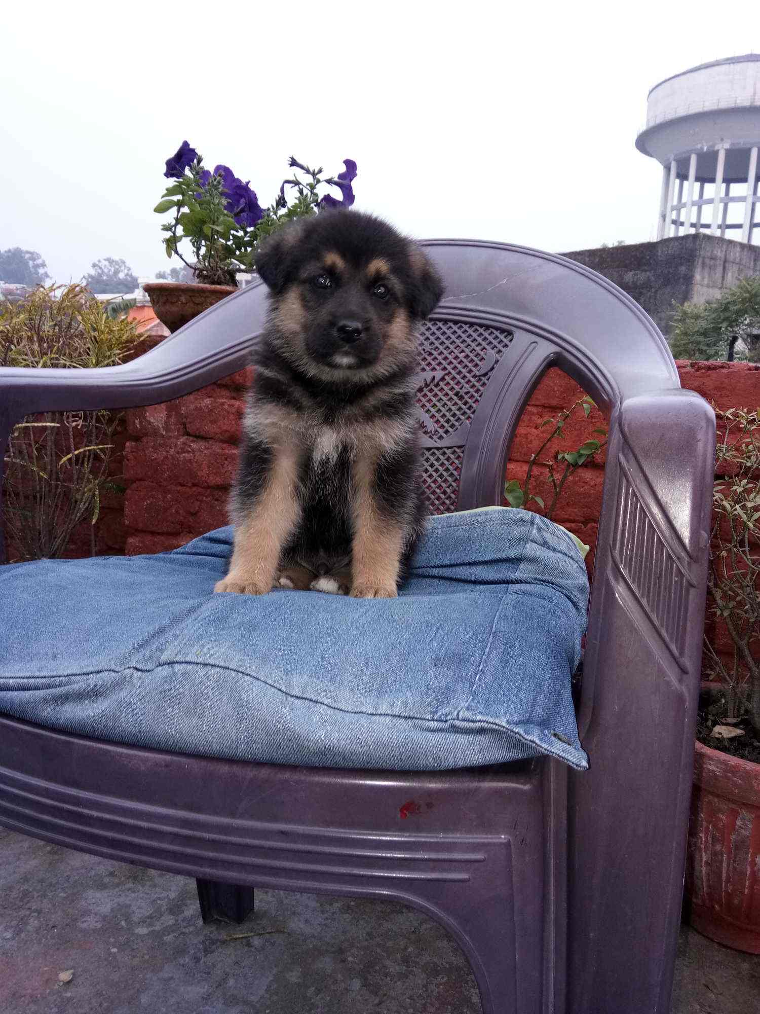 Government Veterinary Hospital Hospitals Book Appointment Online Hospitals In Subhash Nagar Dehradun Dehradun Justdial