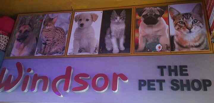 Windsor The Pet Shop Khan Market Pet Clinics In Delhi Justdial A local staff later on told me that it is a posh and expensive market.