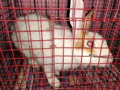 Sanjay Gandhi Animal Care Centre Raja Garden Veterinary Hospitals In Delhi Justdial