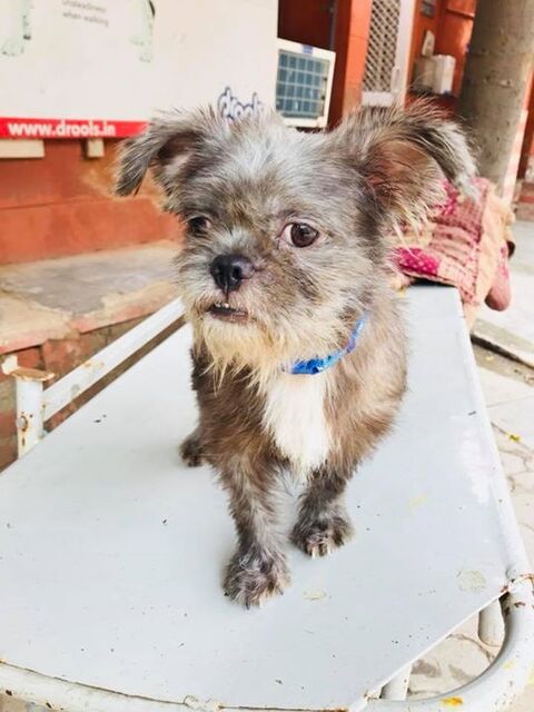 Sanjay Gandhi Animal Care Centre Raja Garden Veterinary Hospitals In Delhi Justdial