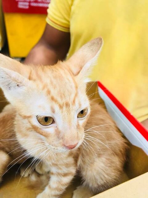 Sanjay Gandhi Animal Care Centre Raja Garden Veterinary Hospitals In Delhi Justdial