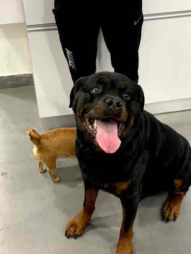 apollo veterinary clinic