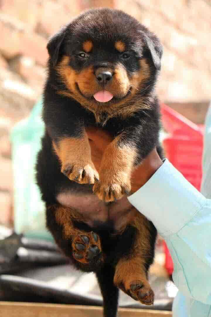dav pet lovers dwarka pet shops in delhi justdial dav pet lovers dwarka delhi pet shops 0hno5 jpg