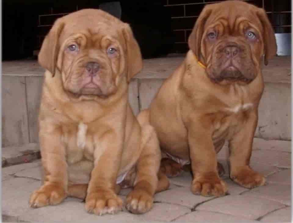 dav pet lovers dwarka pet shops in delhi justdial dav pet lovers dwarka delhi pet shops tbd95 jpeg