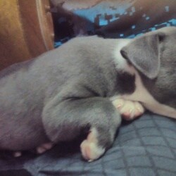 Sahil Pet Shop, Tilak Nagar - Pet Shops For Labrador Dog in Delhi