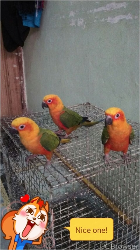 pet shop that sells birds