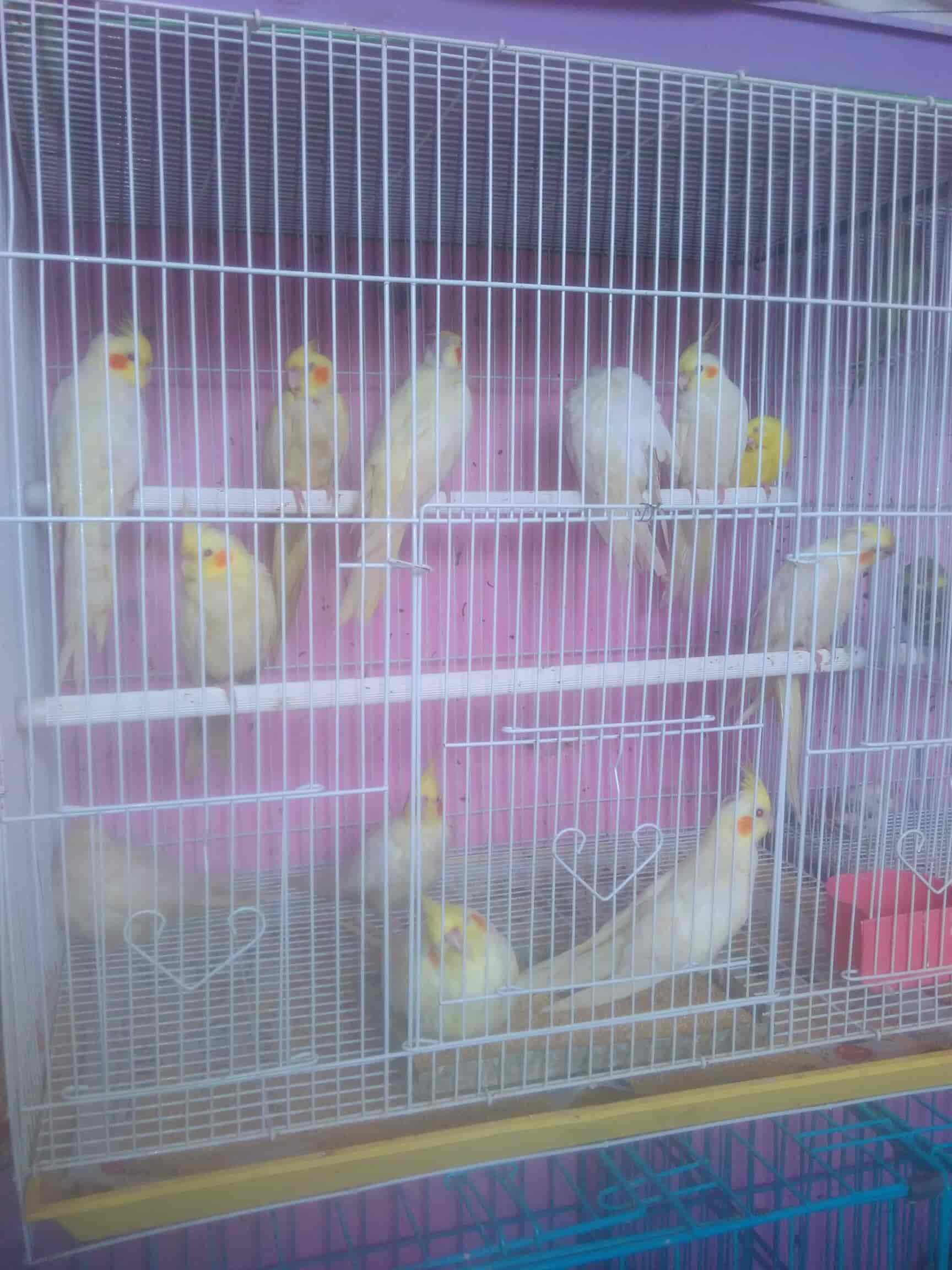 pet shop in chandni chowk