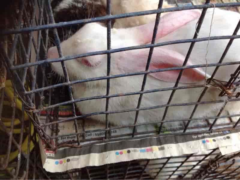 pet shop in chandni chowk