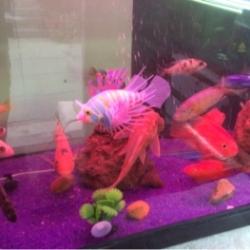 Asian Fish Aquarium Yamuna Vihar Aquarium Fish Dealers In Delhi