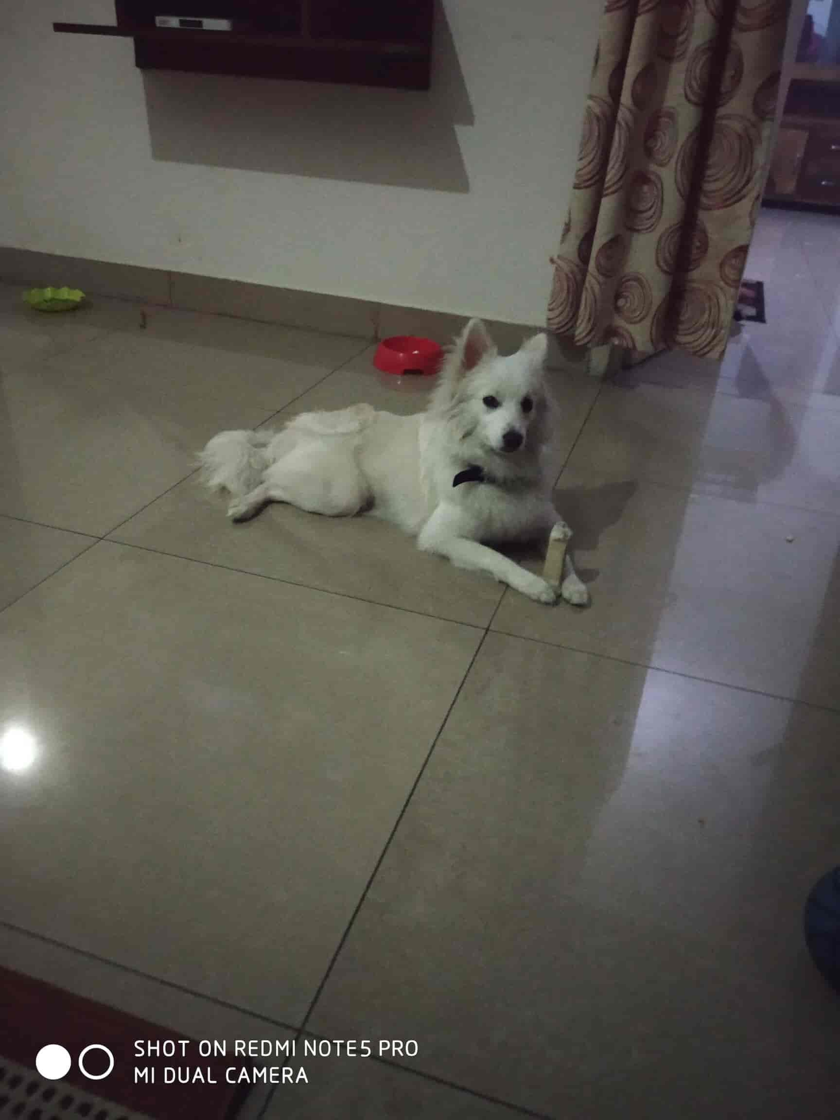 pet shop in indirapuram