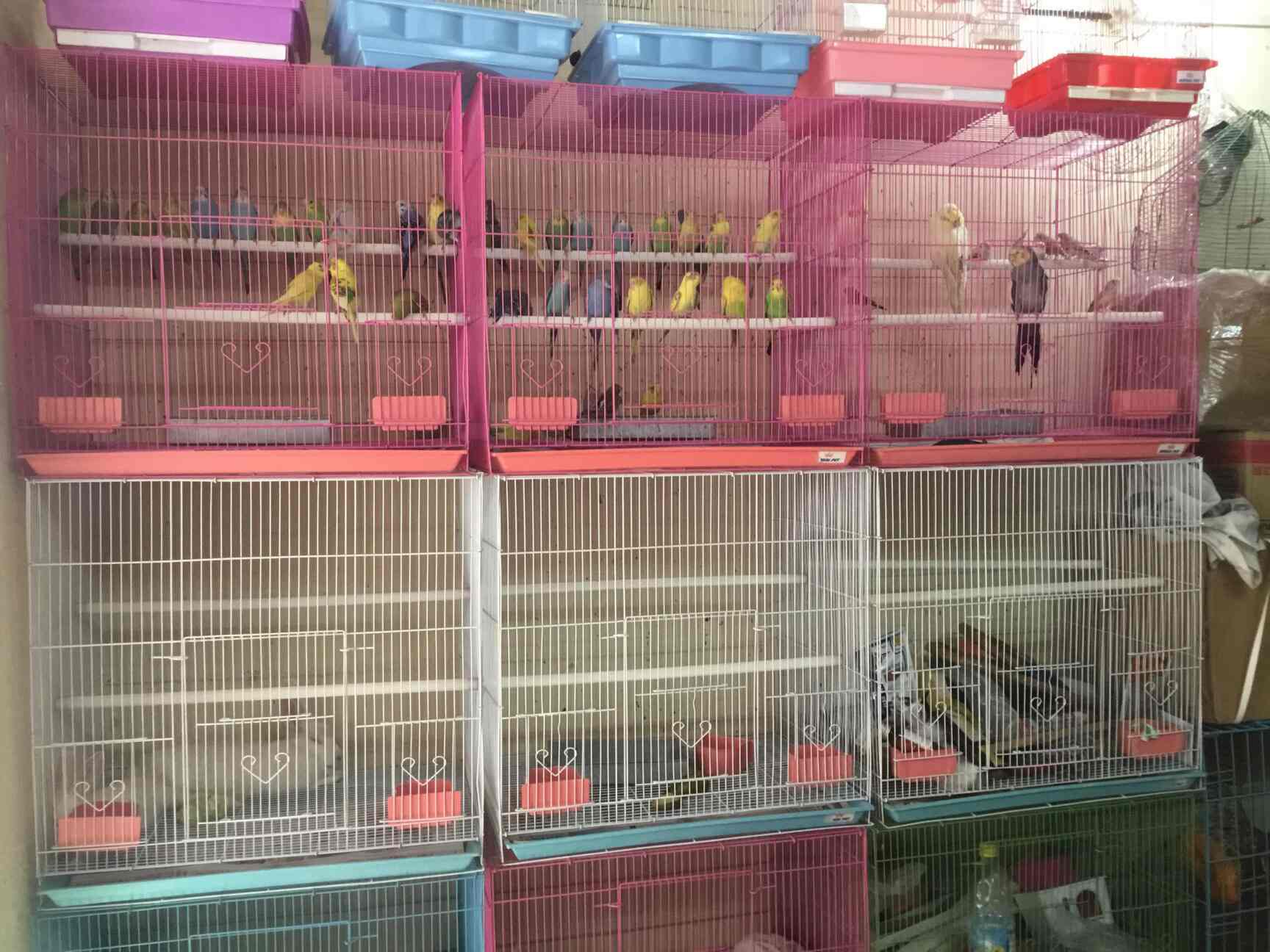 pet shop buenos aires