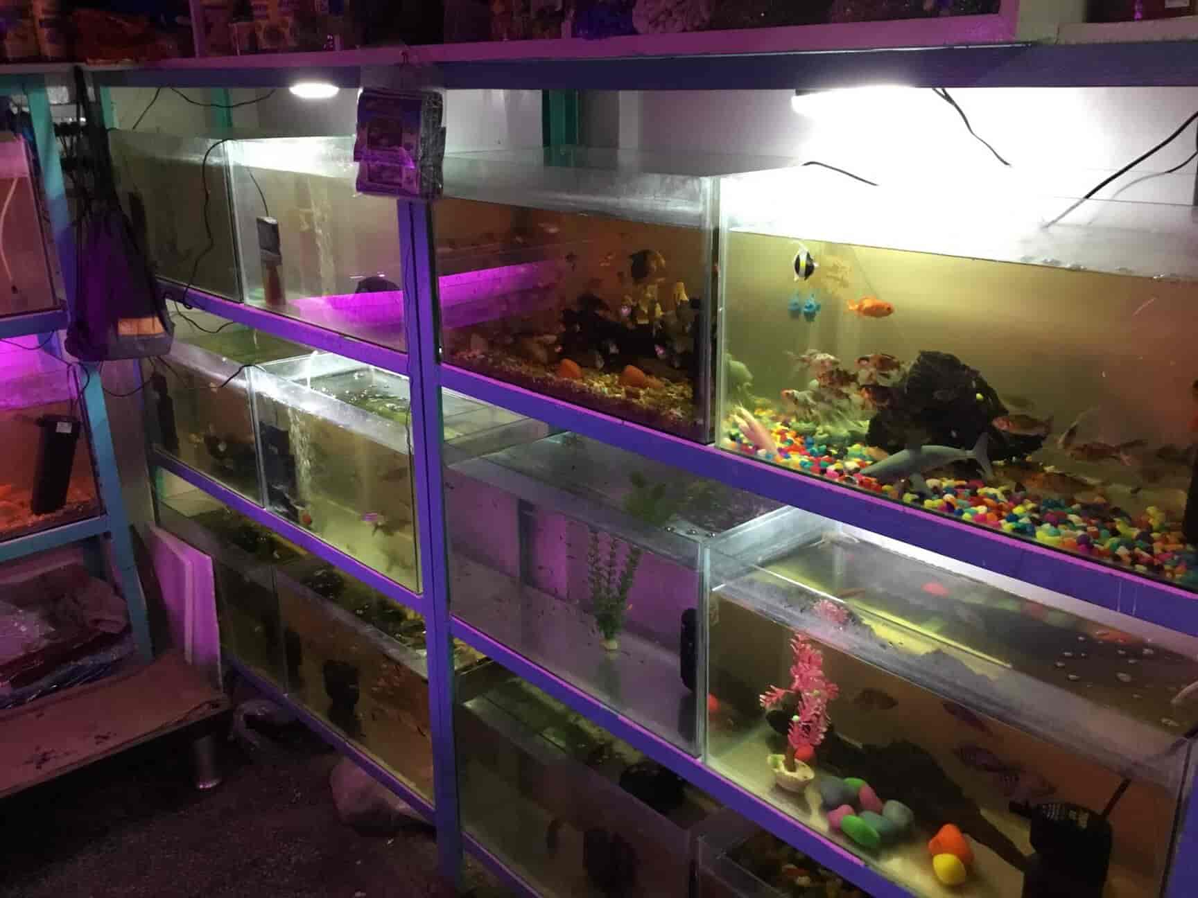 Where to buy aquarium fish in delhi