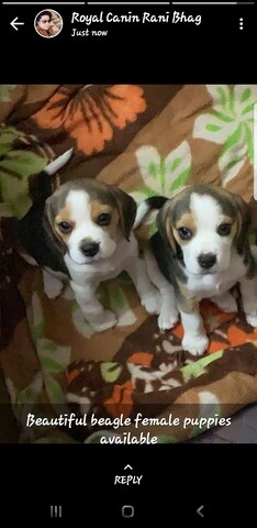 dog store near my location