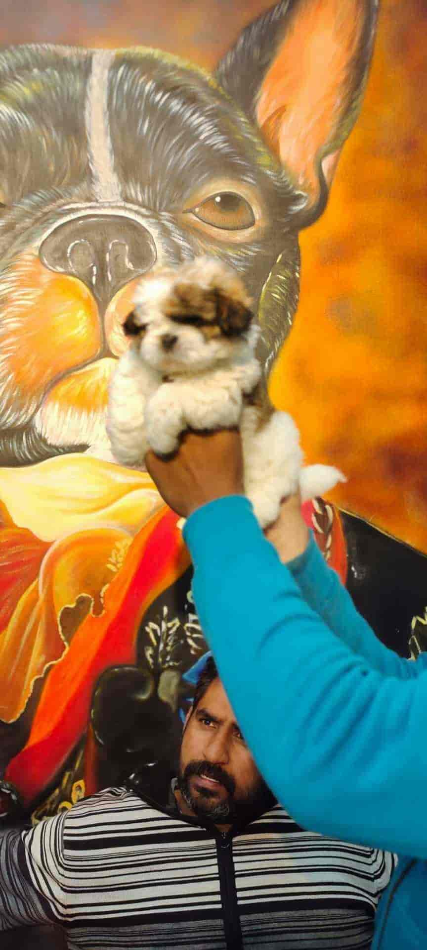 puppies world moti nagar