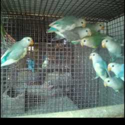 real birds online shopping