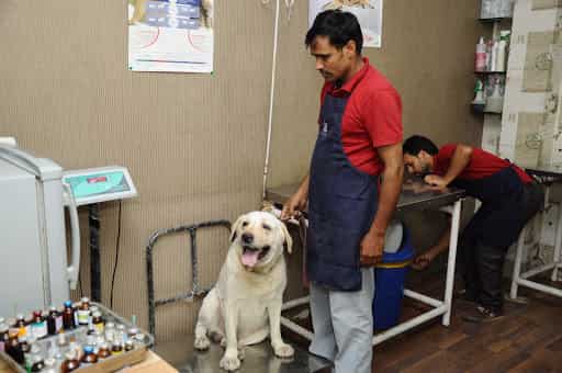 pet clinic in dwarka