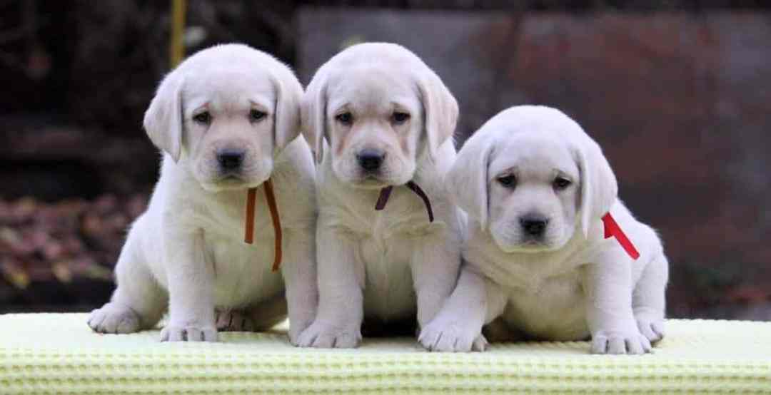 Sai Pet Shop Lodhi Road Pet Shops For Dog In Delhi Justdial Our customers can visit the dog kennel and meet the breeders and puppy parents.