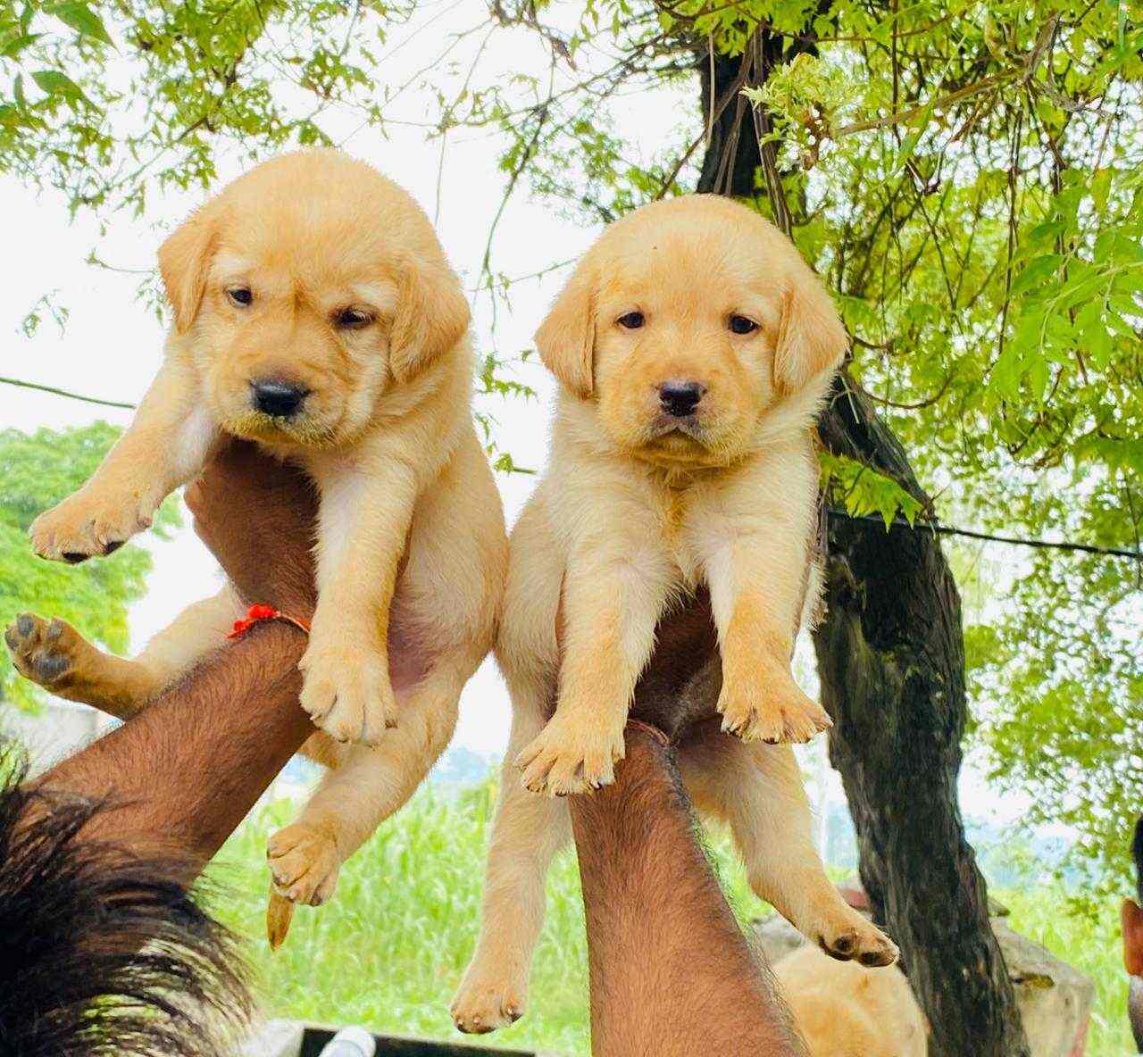 find a pet shop near me