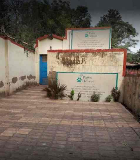 bully cattle pups for sale