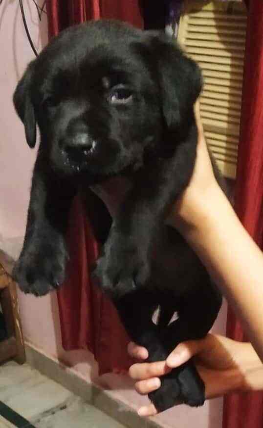 Pet World Dr Ambedkar Nagar Madangir Pet Shops In Delhi Delhi Justdial