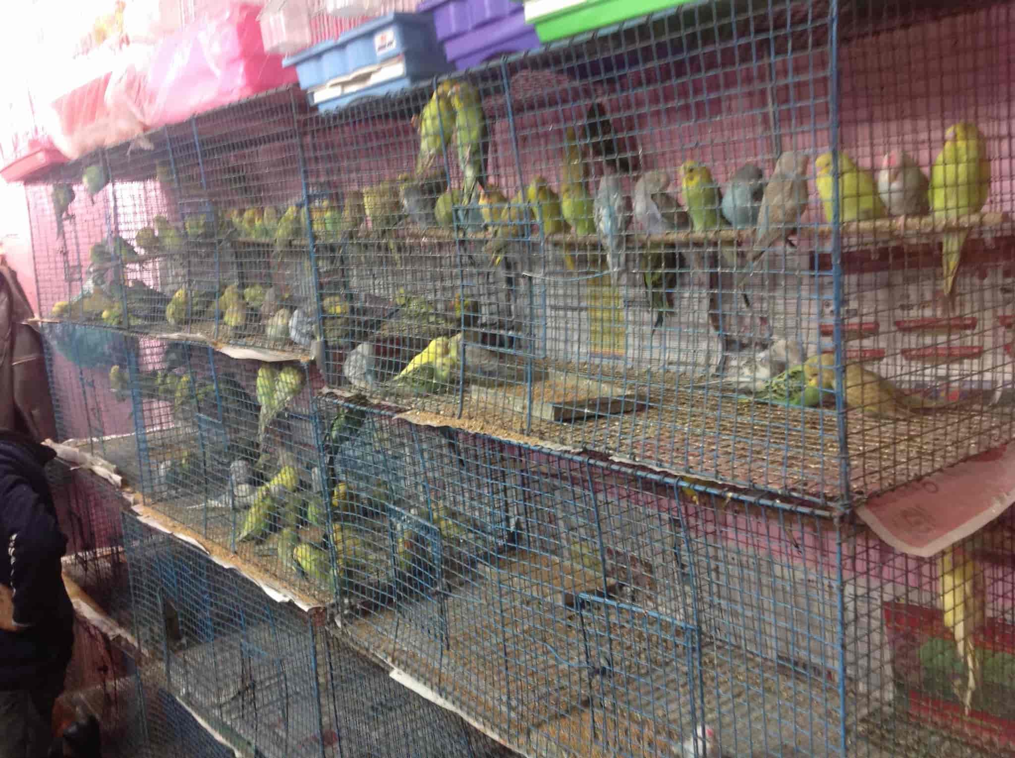 bird shops