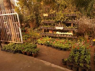 D S Kataria Nursery Nizamuddin Plant Nurseries In Delhi Justdial D S Kataria Nursery Nizamuddin Plant