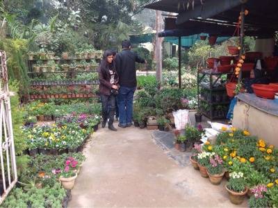 D S Kataria Nursery Nizamuddin Plant Nurseries In Delhi Justdial D S Kataria Nursery Nizamuddin Plant