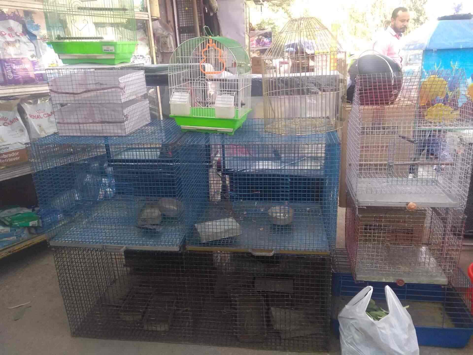 puppies world moti nagar