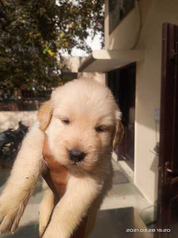 squeaky pacifier dog toy