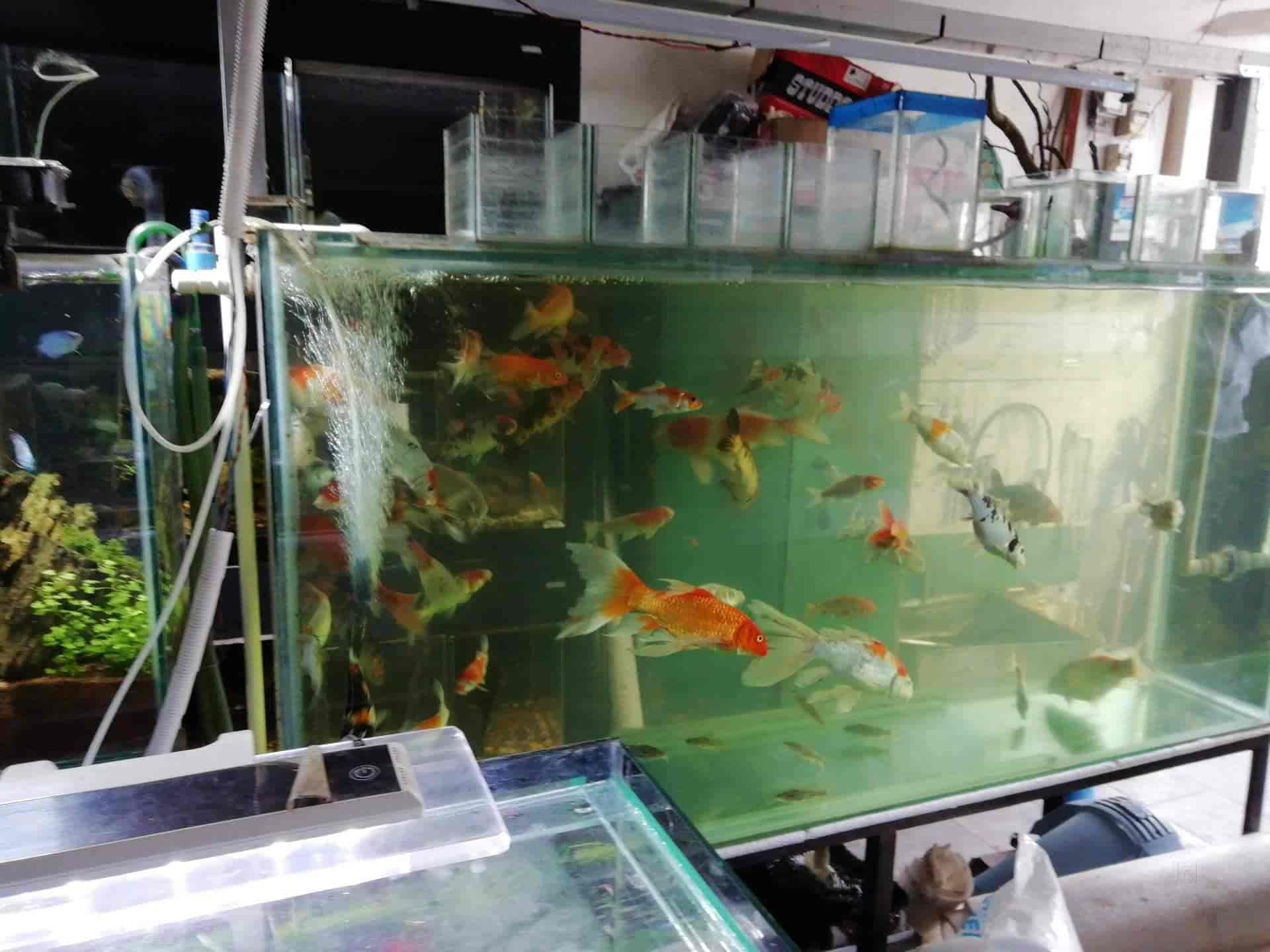 rescue dogs for seniors