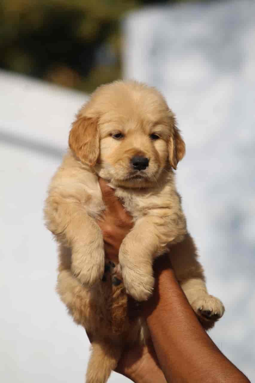 pet shop in city centre