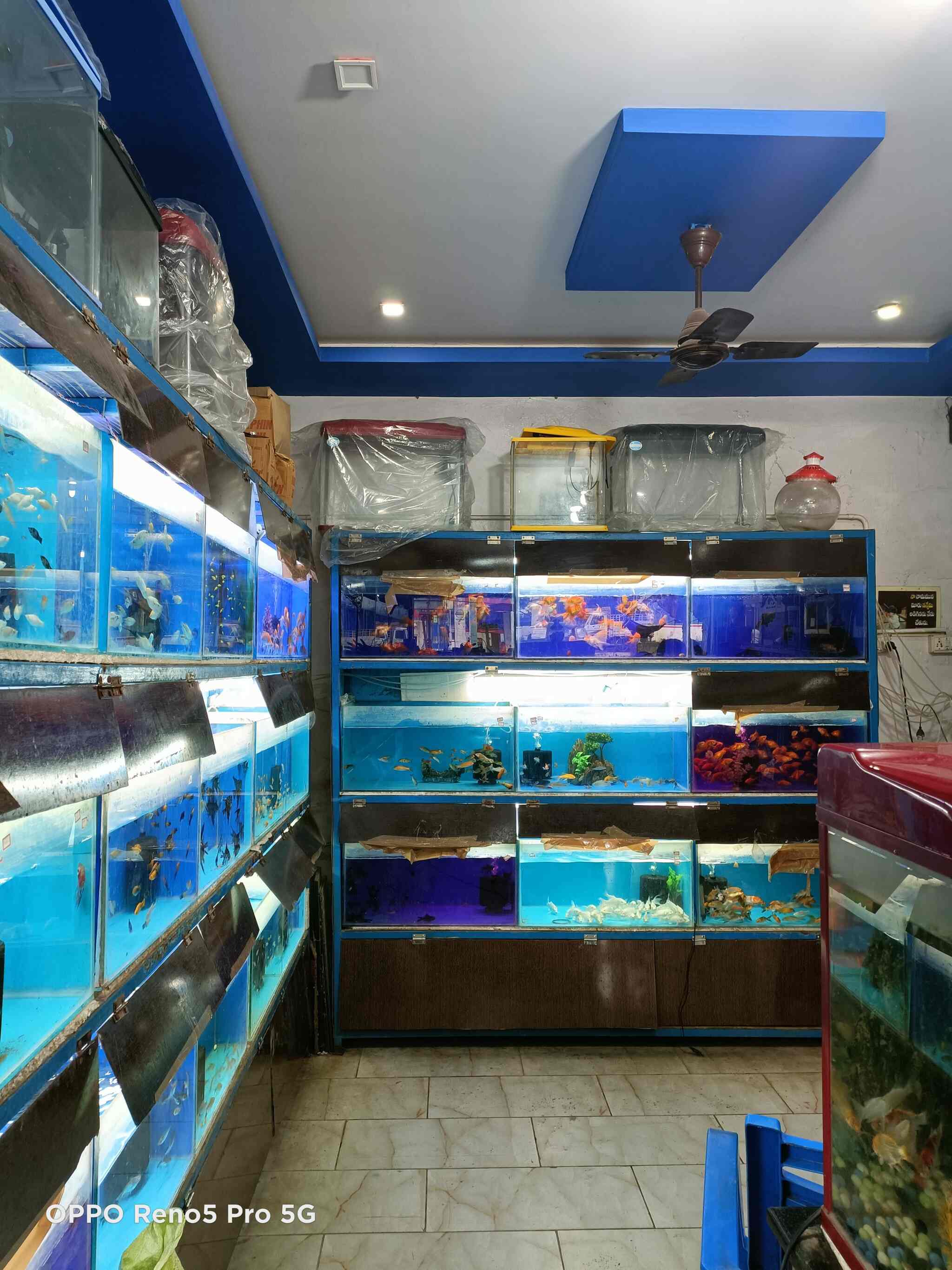 Rainbow Fish World in Ramachandrapuram,East Godavari - Best Pet Shops near  me in East Godavari - Justdial