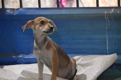 Dhyan Foundation Animal Shelter Mattancherry Animal Shelters In Ernakulam Justdial