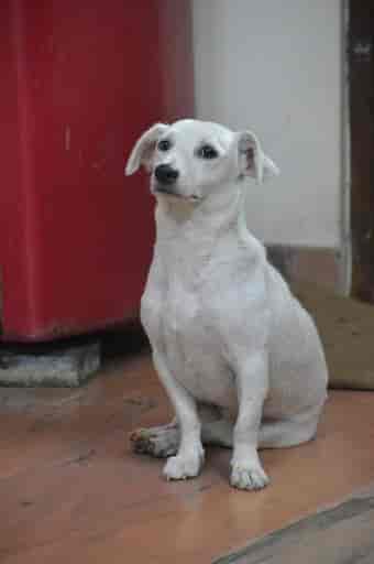 Dhyan Foundation Animal Shelter Mattancherry Animal Shelters In Ernakulam Justdial