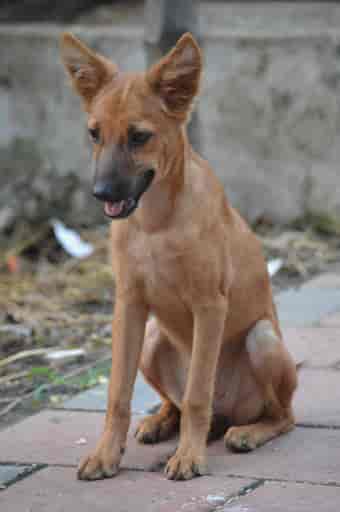 Dhyan Foundation Animal Shelter Mattancherry Animal Shelters In Ernakulam Justdial