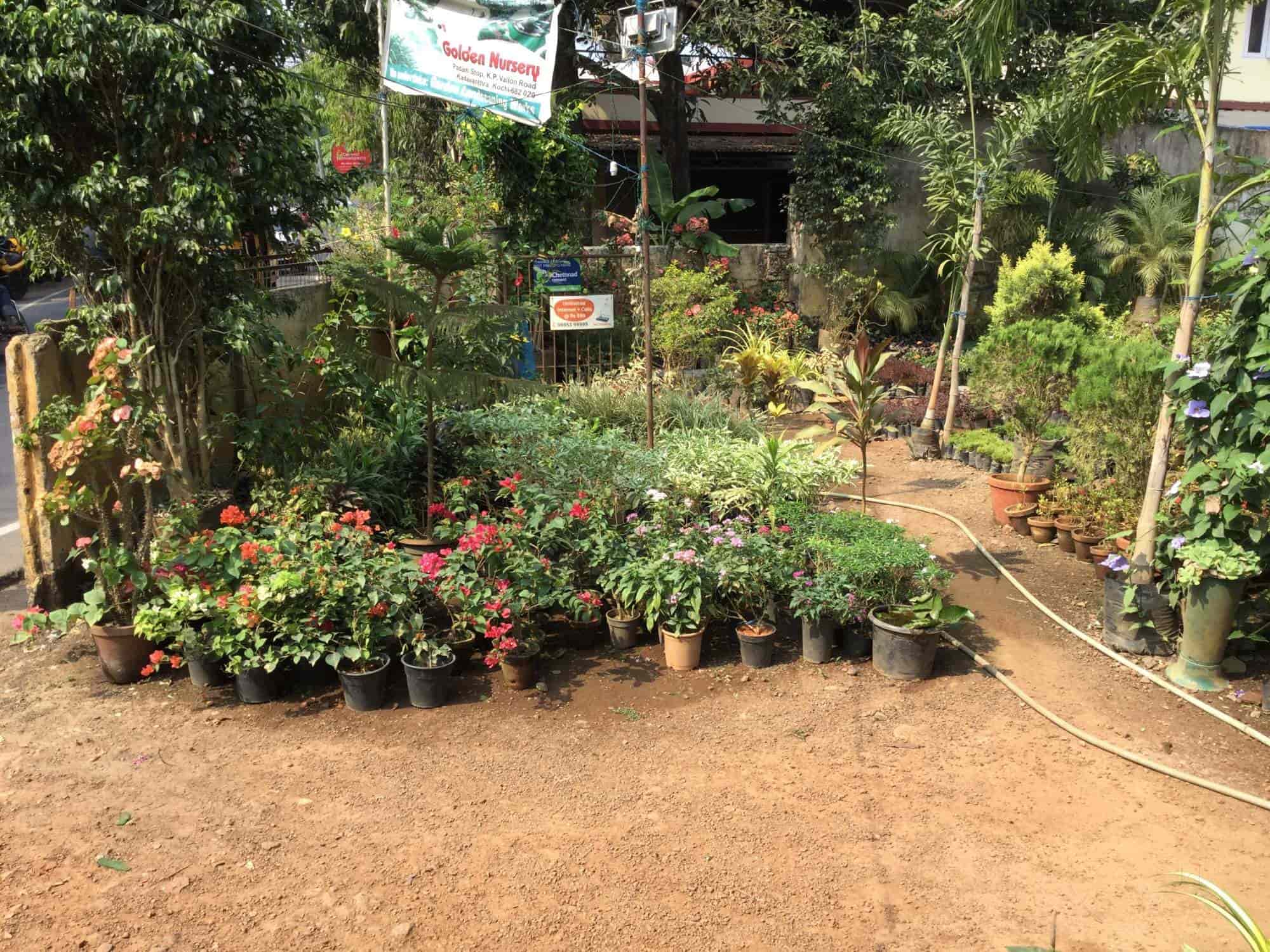 Golden Nursery Closed Kadavanthara Plant Nurseries In Golden Nursery Closed Kadavanthara Plant Nurseries In Ernakulam Justdial