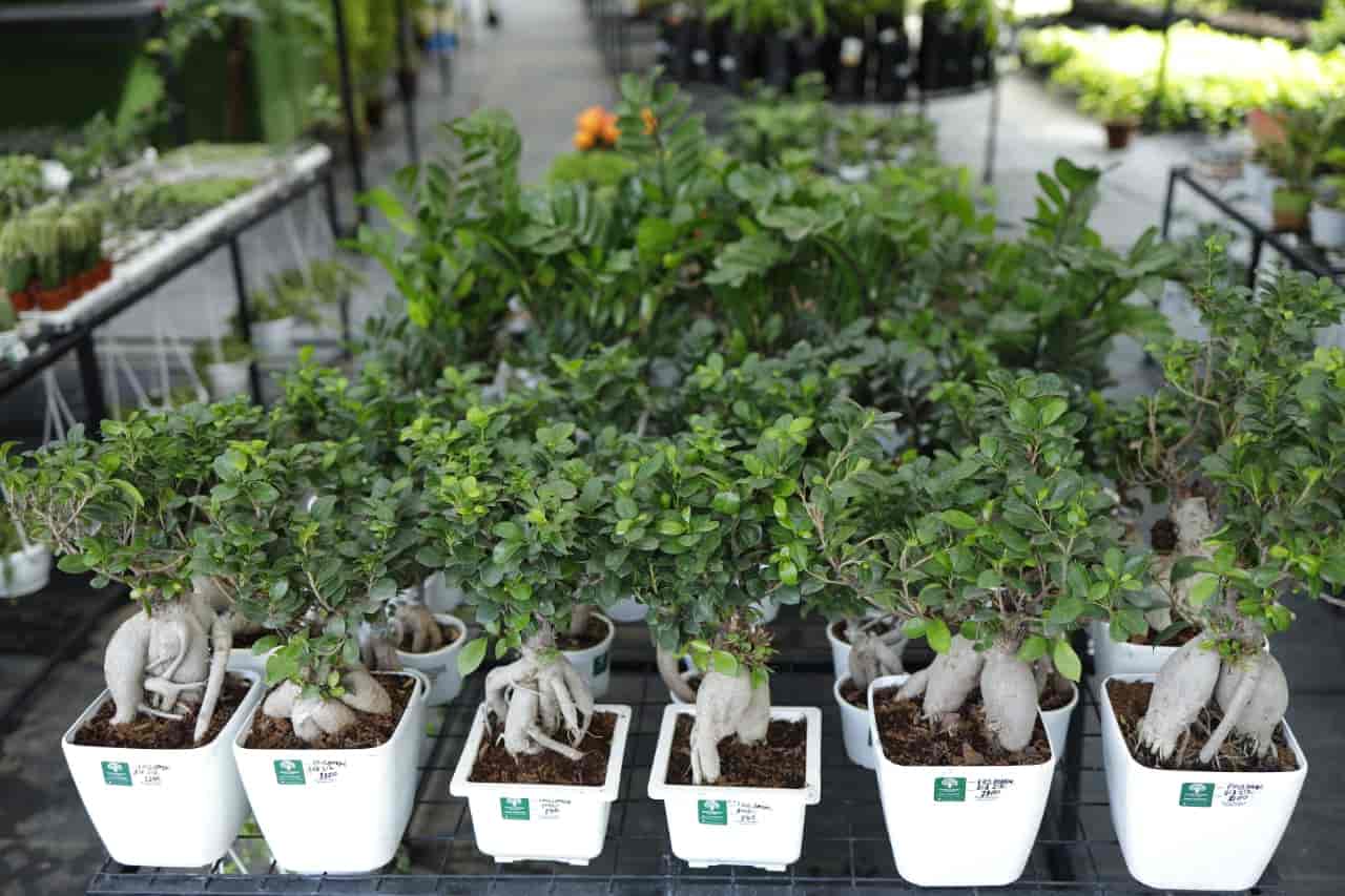 Rootz Gardens in Karumalloor,Ernakulam - Best Plant Nurseries near me in  Ernakulam - Justdial