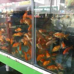 Fish In Pets Erode Collectorate Pet Shops In Erode Justdial