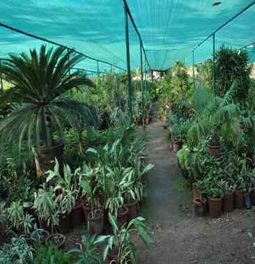 Anand Farm And Nursery Gandhinagar Ho Plant Nurseries In Anand Farm And Nursery Gandhinagar Ho